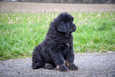 Les chiots de Dogue du Tibet