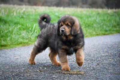 Les chiots de Dogue du Tibet