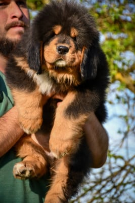 Les chiots de Dogue du Tibet