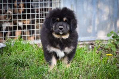 Les chiots de Dogue du Tibet