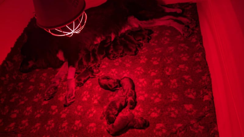 Dogue du Tibet - du Haras des Brumieres