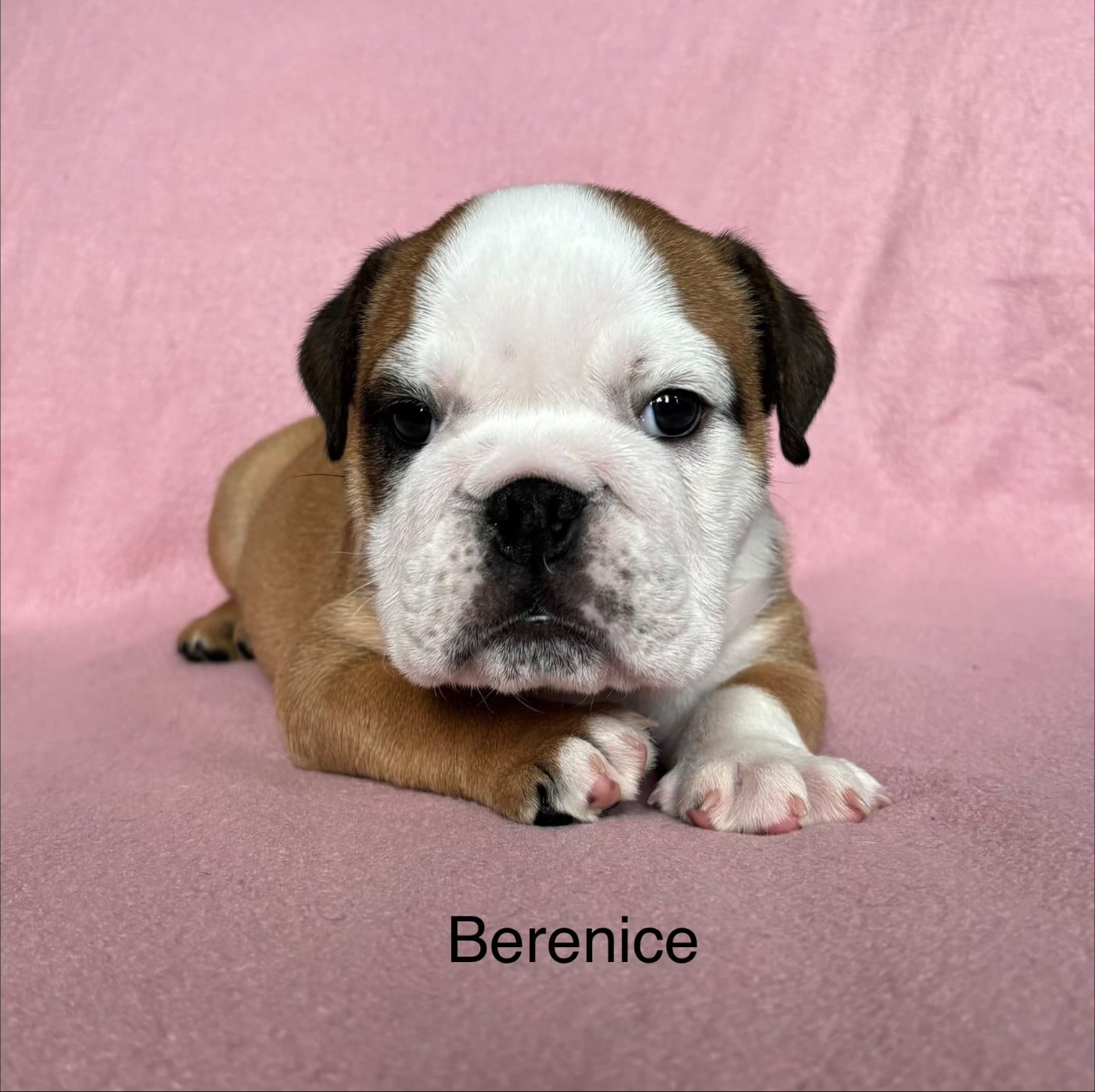 Berenice - Bulldog Anglais