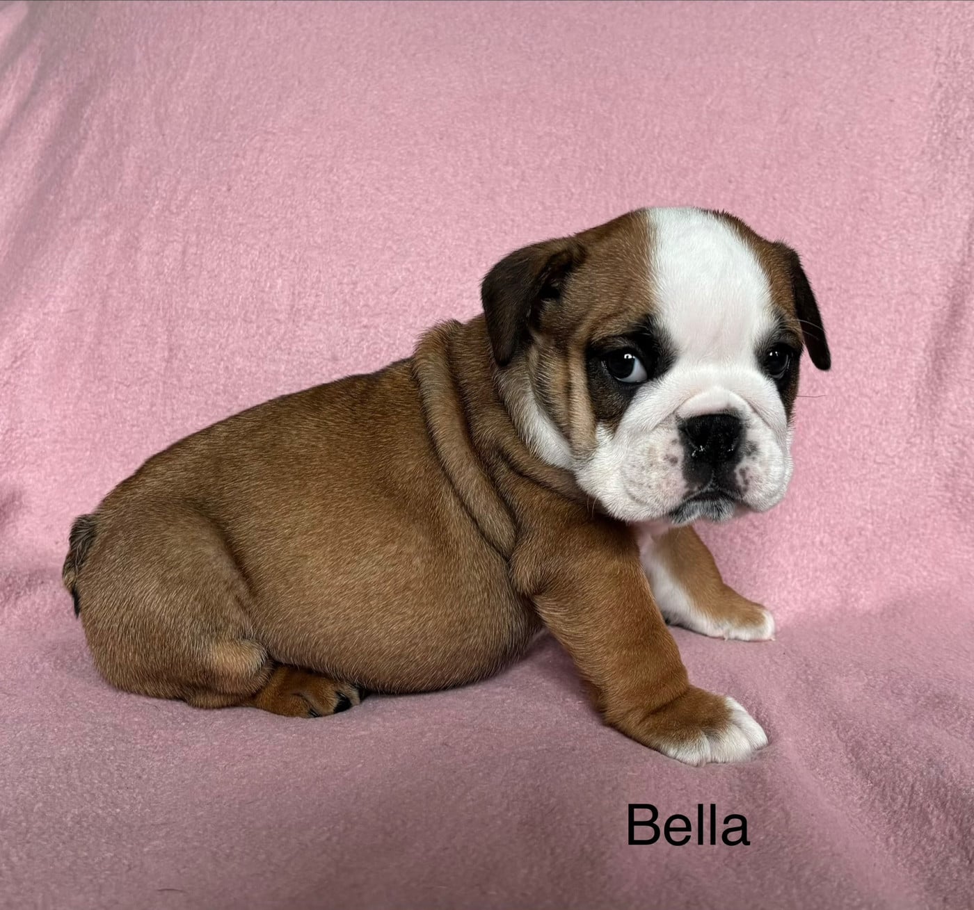 Bella - Bulldog Anglais