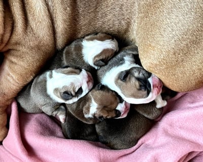 Les chiots de Bulldog Anglais