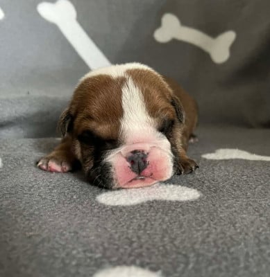 Les chiots de Bulldog Anglais