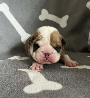 Les chiots de Bulldog Anglais
