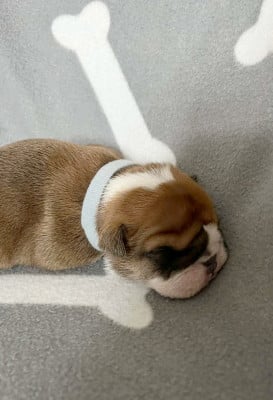 Les chiots de Bulldog Anglais