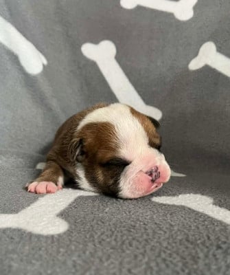 Les chiots de Bulldog Anglais