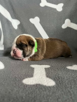 Les chiots de Bulldog Anglais