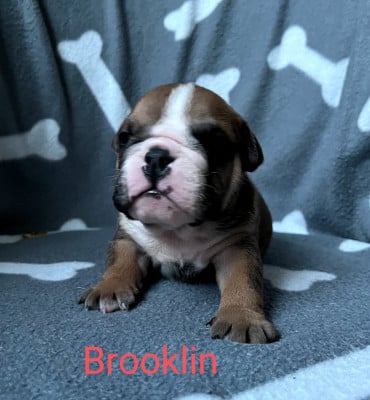 Les chiots de Bulldog Anglais