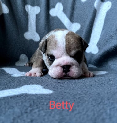 Les chiots de Bulldog Anglais