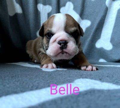 Les chiots de Bulldog Anglais