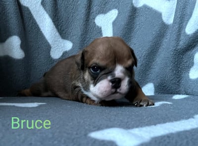 Les chiots de Bulldog Anglais