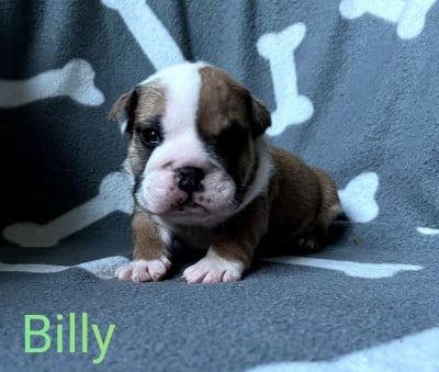 Les chiots de Bulldog Anglais