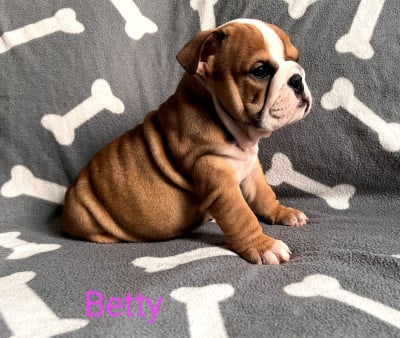 Les chiots de Bulldog Anglais