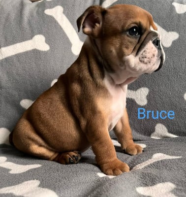 Les chiots de Bulldog Anglais