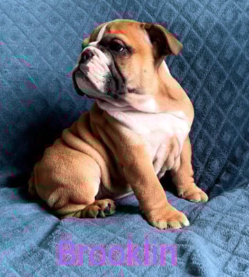 Les chiots de Bulldog Anglais