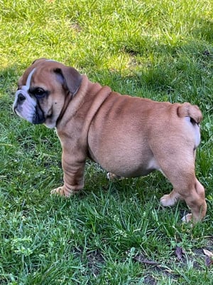 Les chiots de Bulldog Anglais