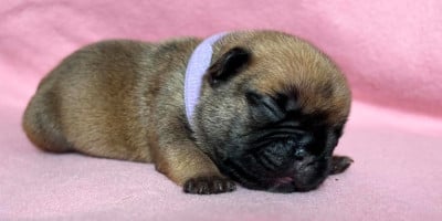 Les chiots de Bouledogue français