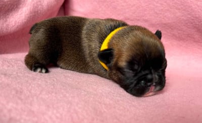 Les chiots de Bouledogue français