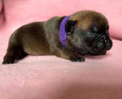 Les chiots de Bouledogue français