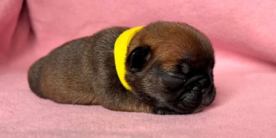 Les chiots de Bouledogue français