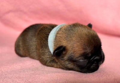 Les chiots de Bouledogue français