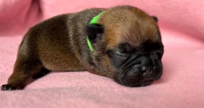 Les chiots de Bouledogue français