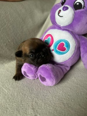Les chiots de Bouledogue français
