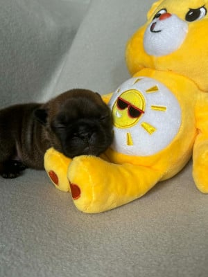 Les chiots de Bouledogue français