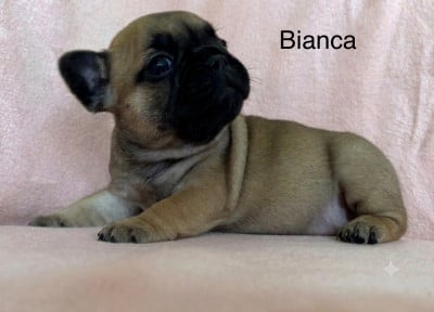 Les chiots de Bouledogue français