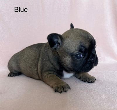 Les chiots de Bouledogue français