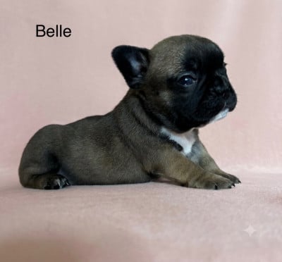 Les chiots de Bouledogue français