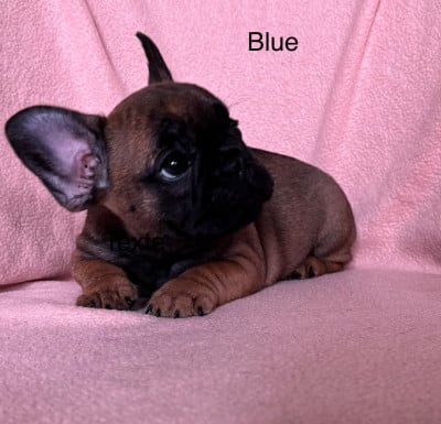 Les chiots de Bouledogue français