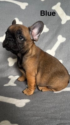 Les chiots de Bouledogue français