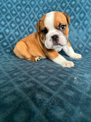 Les chiots de Bulldog Anglais