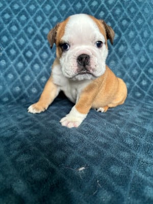 Les chiots de Bulldog Anglais