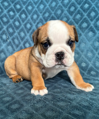 Les chiots de Bulldog Anglais