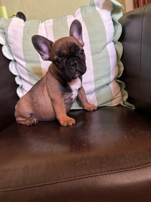 Les chiots de Bouledogue français