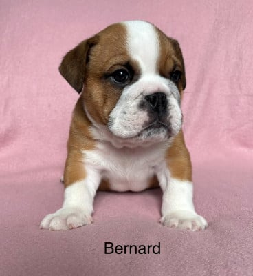 Les chiots de Bulldog Anglais