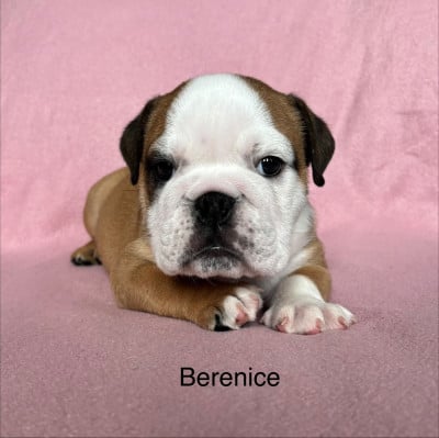 Les chiots de Bulldog Anglais