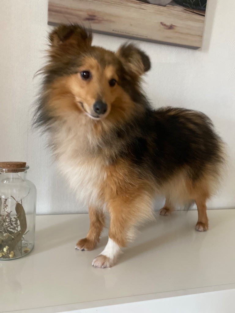 Sharlotte des jardins de verone