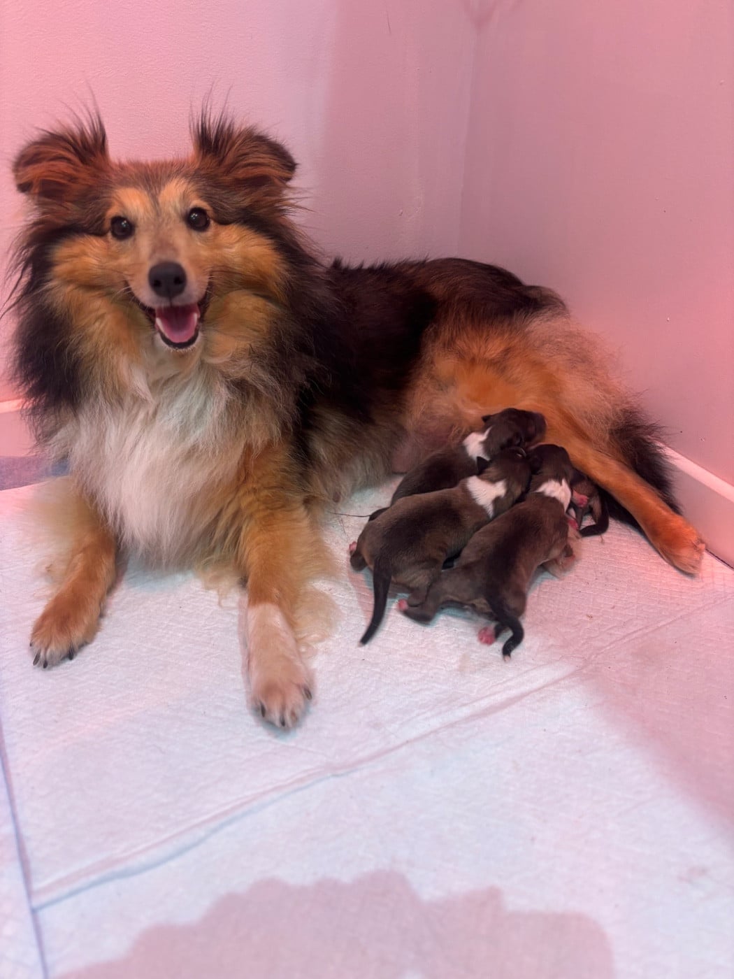 Shetland Sheepdog - Du Domaine Des Embruns Salés