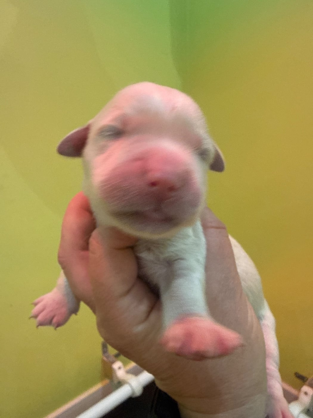 Golden Retriever - Du Domaine Des Embruns Salés