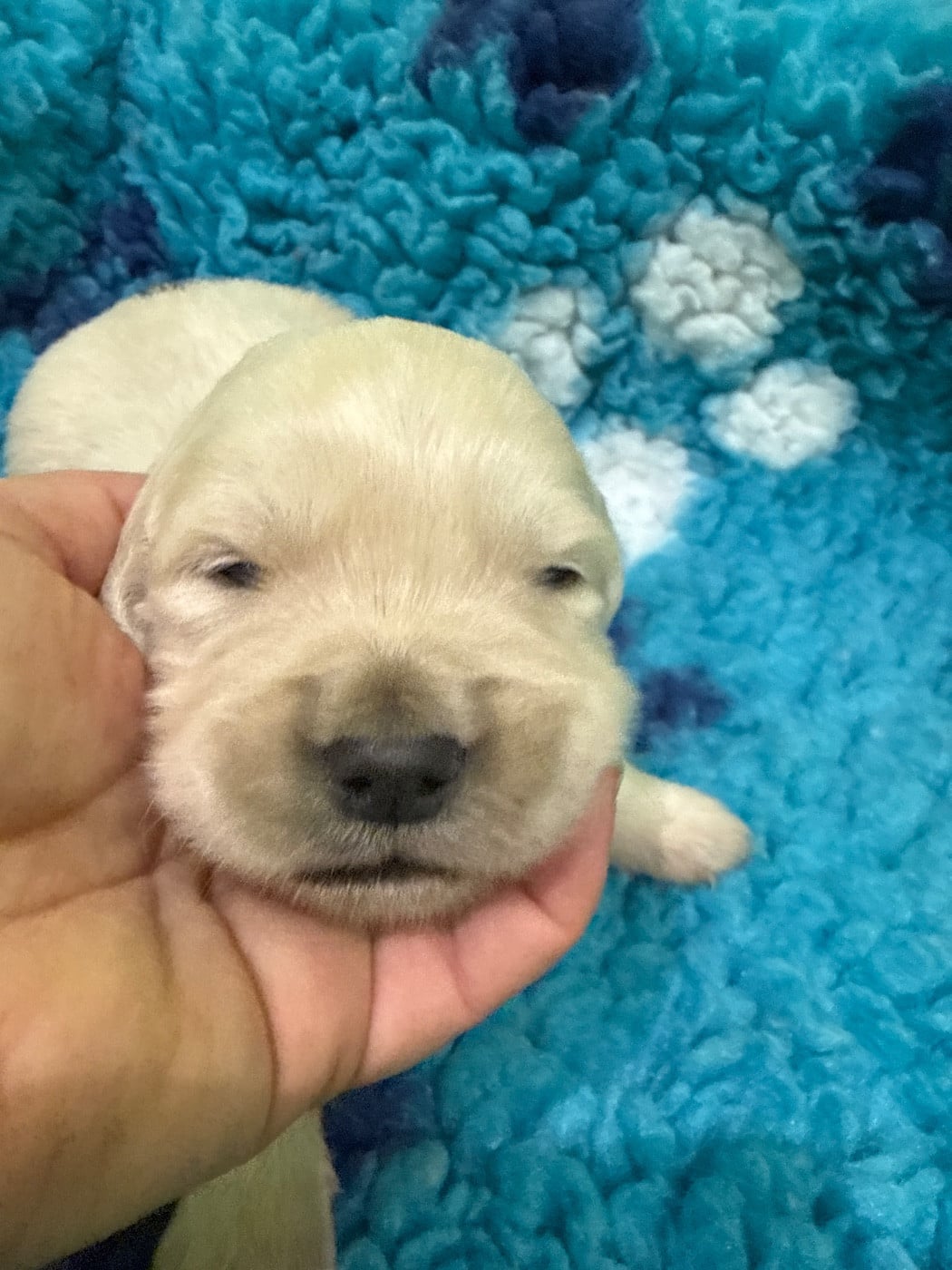 Golden Retriever - Du Domaine Des Embruns Salés