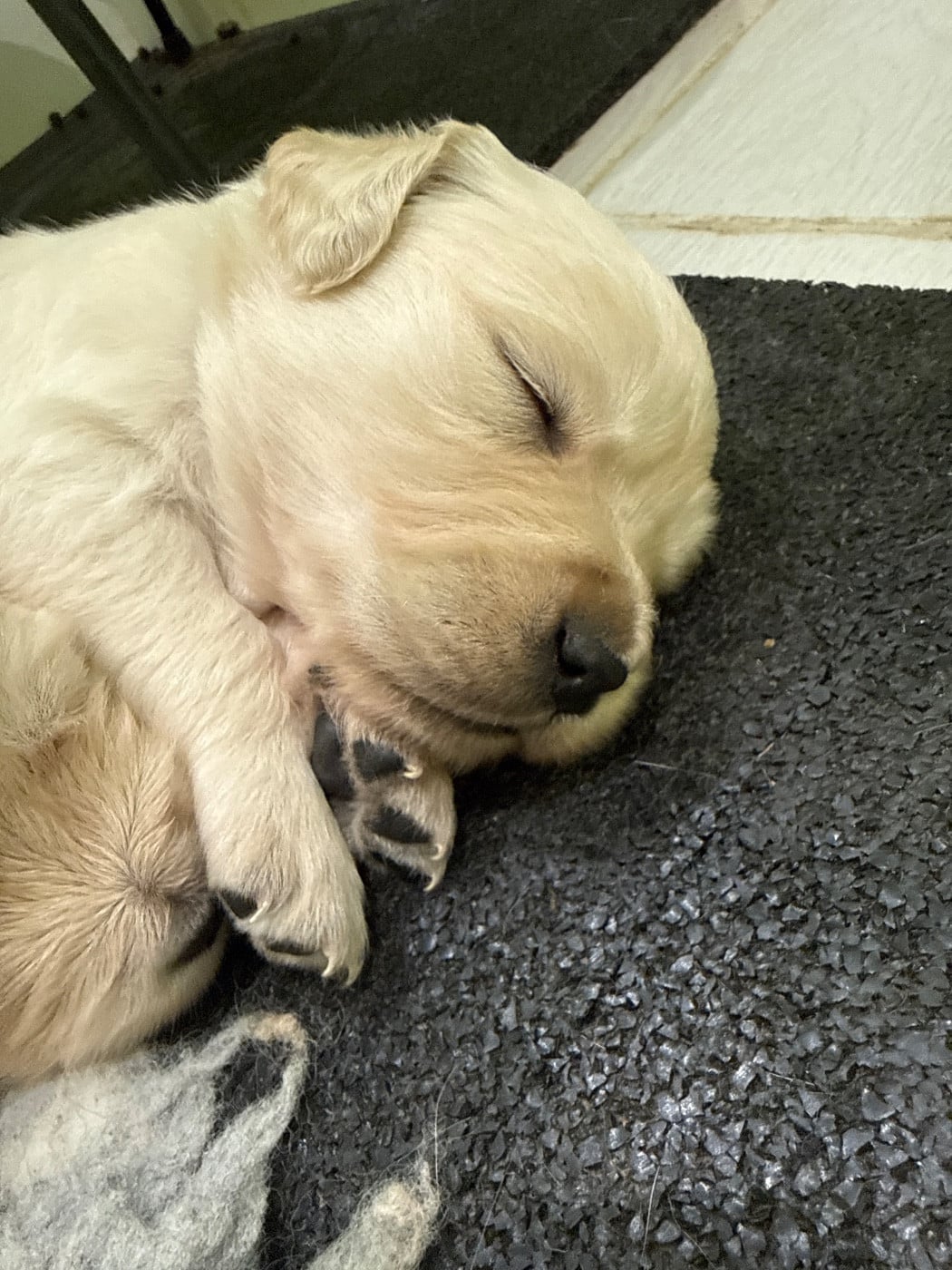 Golden Retriever - Du Domaine Des Embruns Salés
