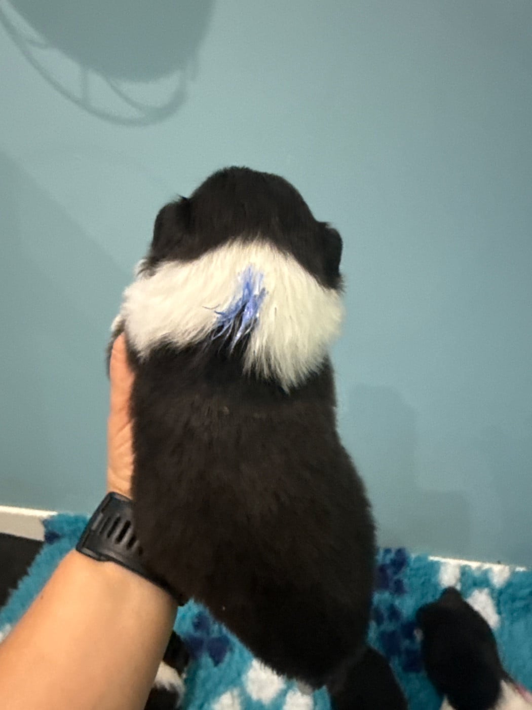 femelle bleu