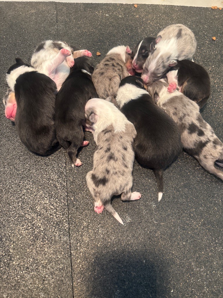 Shetland Sheepdog - Du Domaine Des Embruns Salés