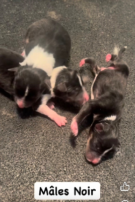 Les chiots de Shetland Sheepdog