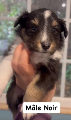 Les chiots de Shetland Sheepdog